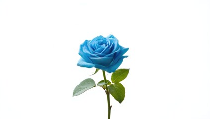 Blue rose flower isolated on a white background, suitable for floral design and spring decor