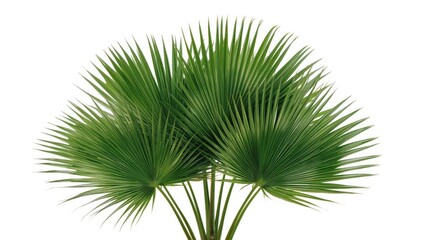 Obraz premium Livistona Rotundifolia palm fronds displayed on plain white backdrop, ideal for botanical or decorative use