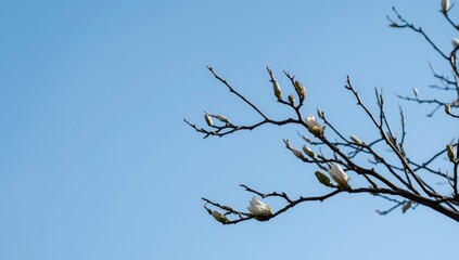 Magnolia x soulangeana branches with flower buds in spring light, highlighting early bloom stages