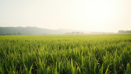 Green rice field with white sky background, serving as an editorial header background for agricultural themes