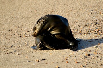Seel&ouml;we am Strand von Swakopmund