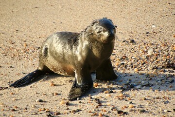 Seel&ouml;we am Strand von Swakopmund