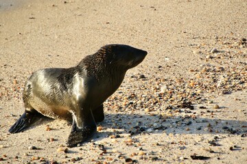 Seel&ouml;we am Strand von Swakopmund