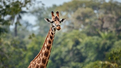 Giraffes grazing in the park, showcasing their elongated necks and distinctive spots during daylight