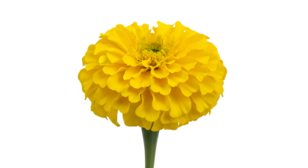 Vibrant Yellow Marigold Flower Isolated Keywords: marigold, flower, yellow, bright, vibrant
