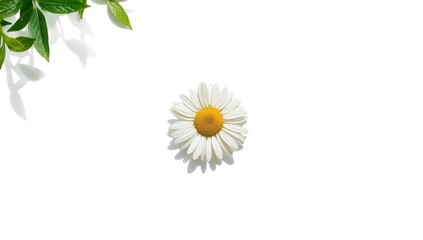 German chamomile isolated on white background, herbal tea ingredient, World Health Day