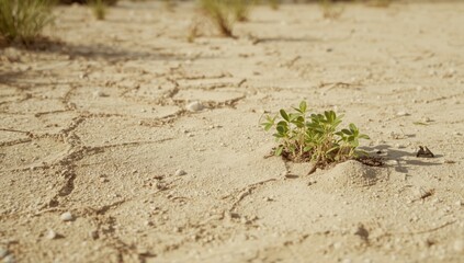 Seedlings facing difficulty in sandy terrain, highlighting soil erosion risks, World Soil Day
