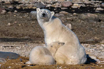 Polar bear mother with polar bear cub © Inna