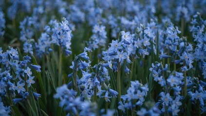 Early spring scene featuring a dense cluster of blue Chionodoxa flowers, emphasizing seasonal bloom patterns