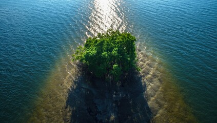 Mangrove ecosystem illuminated by morning light, highlighting blue carbon ecosystems capacity to absorb CO2 emissions