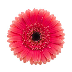 Bright Pink Gerbera Daisy Flower Isolated on White Background