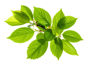 Single spring branch with fresh green leaves isolated on white background