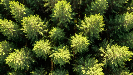 Fototapeta premium Aerial view of lush green trees with pine needles in forest environment