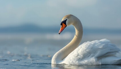 Close-up of a wild mute swan with snow on its body, wildlife preservation, World Wildlife Day