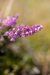 Obraz premium Close up of common heather (calluna vulgaris) in bloom