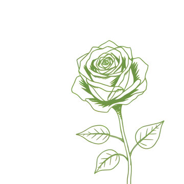green line drawn rose, rose line art, botanical line drawing, floral outline, minimalist rose sketch, green rose illustration, hand drawn rose, single line rose, botanical contour art, flower line ske