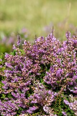 Fototapeta premium Close up of common heather (calluna vulgaris) in bloom