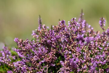 Obraz premium Close up of common heather (calluna vulgaris) in bloom