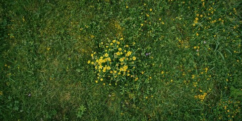 Obraz premium Aerial view of a wild meadow filled with small yellow flowers, natural landscape for environmental preservation