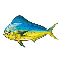 Fototapeta premium Mahimahi or dolphinfish isolated on transparent background