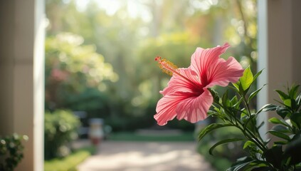 Sunlit pink hibiscus bloom with lush green background, highlighting tropical flora for nature-themed design
