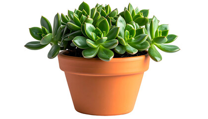 A lush green succulent plant fills a terracotta pot, isolated against a transparent background