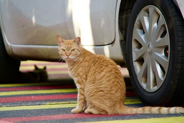 A cat glaring from beside the car