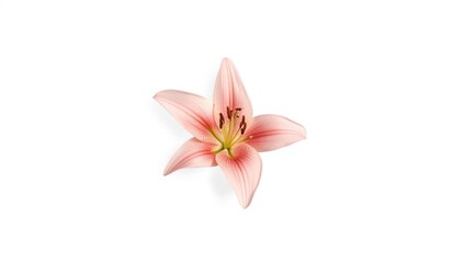 Fototapeta premium Single pink lily blossom against a clean white surface, ideal for botanical layouts