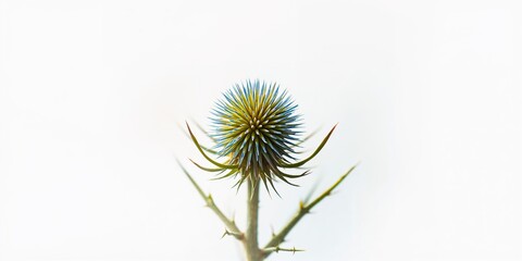 Close-up of colorful Thistle flowers in green, yellow, and blue for educational plant guides