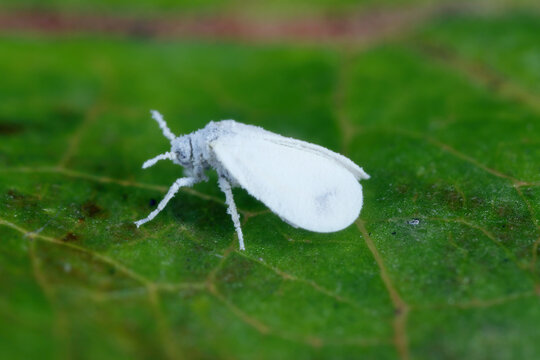 Whitefly, minute, snow-white insects of the Order Homoptera if sucking juices,  Infested plants become chlorotic, worldwide pest of many crops.