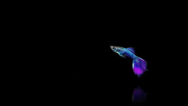 Purple guppy fish with black backdrop, showcasing bright patterns for ornamental fish keeping, World Fish Awareness Day