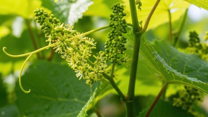 Budding grape vine close-up; tendril unfurling