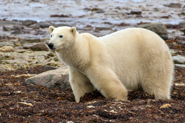 White polar bear on the beach
