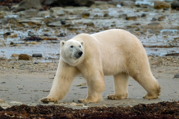 polar bear on the beach