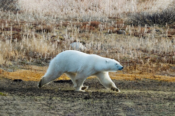polar bear in the snow