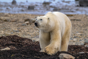 polar bear in the snow