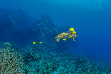 Sea turtle underwater. Underwater sea turtle. Sea turtle in underwater world. Underwater life scene