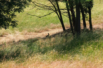 Hare in a Meadow, Germany
