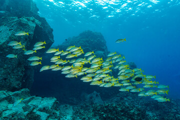 Underwater fish shoal. Fish shoal in underwater world. Fish shoal undersea. Underwater coral fishes