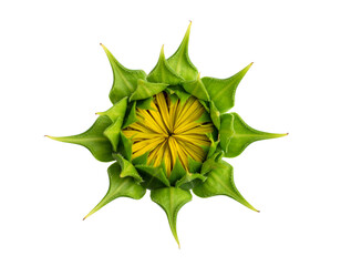 Top view of closed green flower bud isolated on white