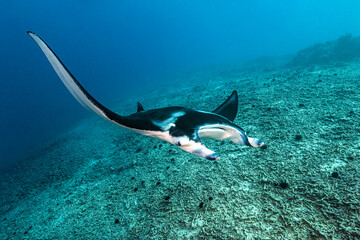 Manta ray underwater. Underwater manta ray swimming. Underwater manta ray. Giant oceanic Manta ray in underwater world