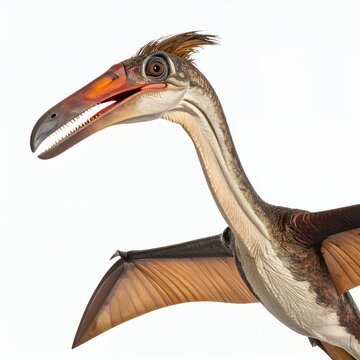 Eudimorphodon realistic detailed model standing out against a stark white background