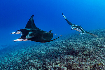 Manta ray underwater. Underwater manta ray swimming. Underwater manta ray. Giant oceanic Manta ray in underwater world