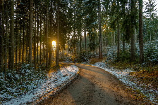 Forest road at sunset in autumn. Sunset forest road. Road in autumn forest at sunset. Woods road at sunset
