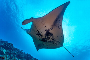 Manta ray underwater. Underwater manta ray swimming. Underwater manta ray. Giant oceanic Manta ray in underwater world
