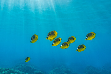 Underwater fish shoal. Fish shoal in underwater world. Fish shoal undersea. Underwater coral fishes