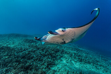 Manta ray underwater. Underwater manta ray swimming. Underwater manta ray. Giant oceanic Manta ray in underwater world