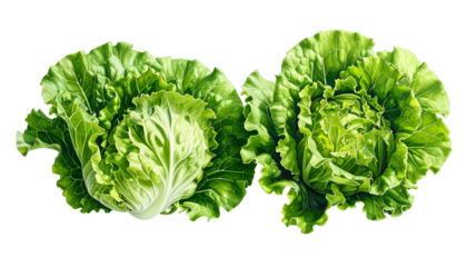 Two vibrant green lettuce heads isolated on a black background, fresh and healthy