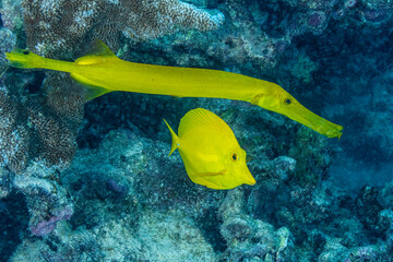 tropical fishes underwater
