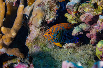 Coral fish underwater. Underwater coral fish. Coral fish in macro view. Coral fish undersea